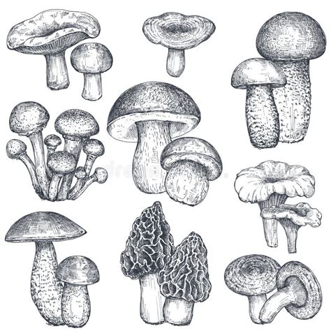 Vector Collection Of Hand Drawn Mushrooms In Sketch Style Stock Vector