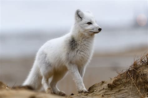 Raposa Do Rtico Vulpes Lagopus Na Tundra Selvagem Raposa Do Rtico