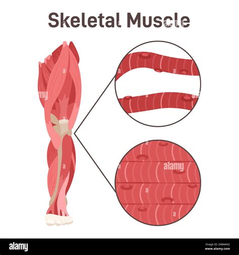 Skeletal Muscle Structure Leg Muscle Anatomy Didactic Scheme Of