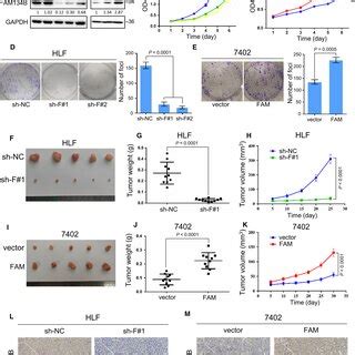 Fam B Promotes Proliferation And Tumorigenesis Of Hcc Cells In Vitro