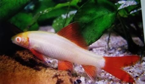 Albino Rainbow Shark Badgerlandsaltwater