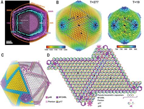 Architecture Of African Swine Fever Virus And Implications For Viral