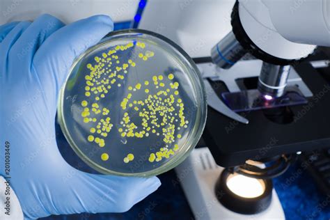 Close Up Laboratory Microscope Analysis Of Bacterial Culture Under A