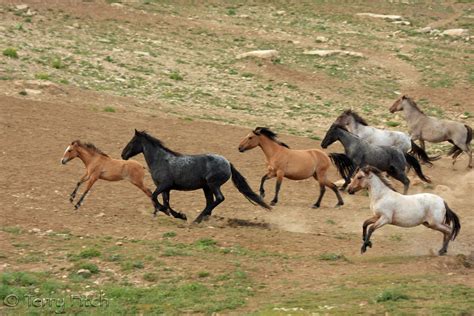 Wild horses | Breaking News: BLM to Sterilize Wild Horse Herds in WY ...