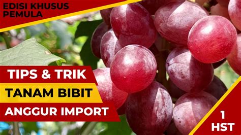 Cara Tanam Bibit Anggur Import Baru Beli Online Supaya Cepat Berbuah