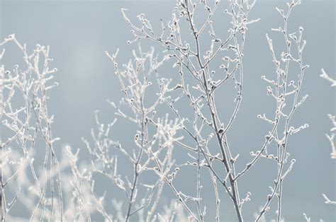 Kostenlose Foto Baum Natur Gras Ast Schnee Winter Pflanze