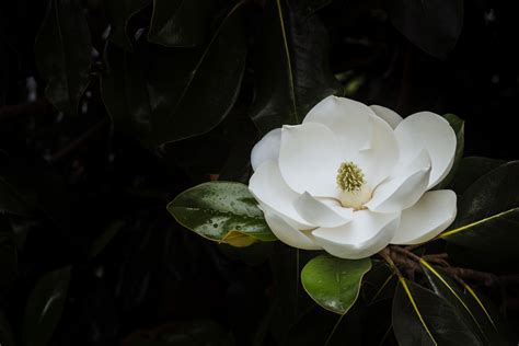 southern magnolia sara mcallister photography