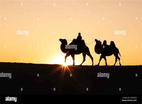 Mongolian Nomadic Woman With Her Bactrian Camels In Desert Dunes At