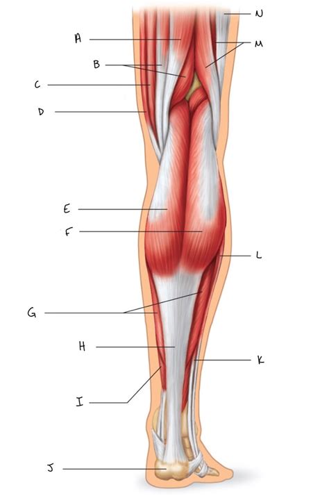 Muscles Of The Posterior Right Leg Diagram Quizlet