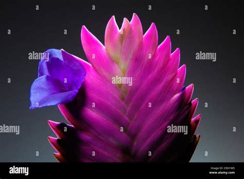 Tillandsia cyanea, Pink quill Stock Photo - Alamy