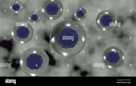 nucleated cells  res stock photography  images alamy