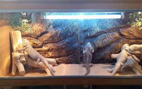 Ideas For Bearded Dragon Terrarium Decor