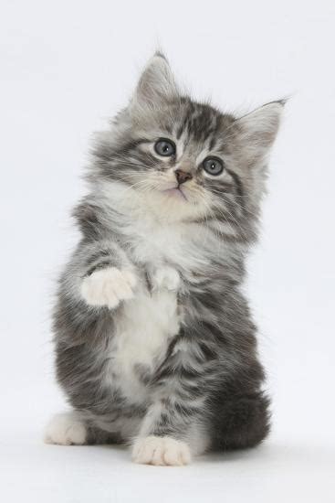 Maine Coon Cross Kitten 7 Weeks Sitting With Paw Raised