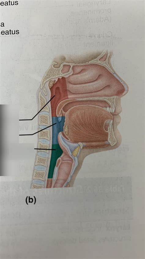 Pharynx Diagram | Quizlet