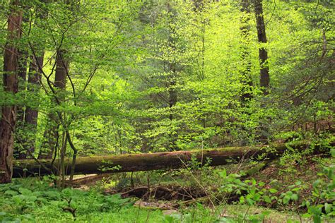 Free Images Tree Nature Wilderness Branch Hiking Sunlight Leaf