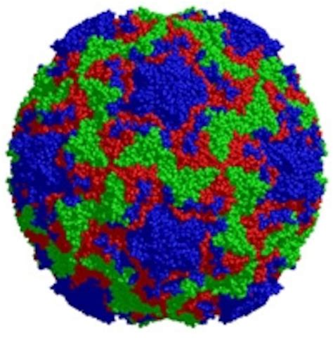 Rhinovirus Structure / Human Rhinoviruses Clinical Microbiology Reviews ...