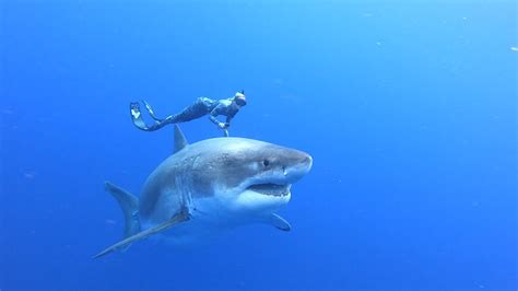 Divers Swim With Giant 6m Great White Shark Sbs News