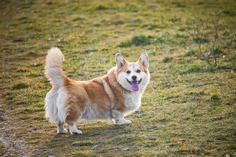 Pembroke Welsh Corgi Free Photo On Pixabay Pixabay