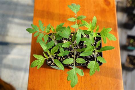 Tomato Plant Growth Stages (w/Pictures) - Seed To Harvest - Tomato Geek