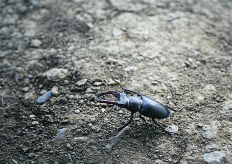 Escarabajo O Picadura Bicho Lucanus Cervus Insecto De Cierre Sobre