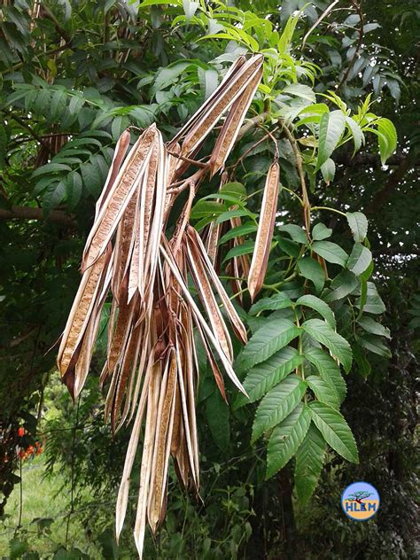 Yellow Bells Tecoma Stans Nemba Cat B Alien Invasive Weed Control Durban