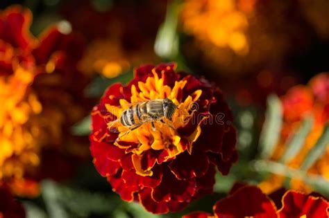 Taeniops De Eristalinus En La Flor De La Maravilla Imagen De Archivo