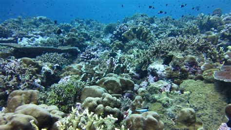 Scientists Pinpoint How Ocean Acidification Weakens Coral Reefs