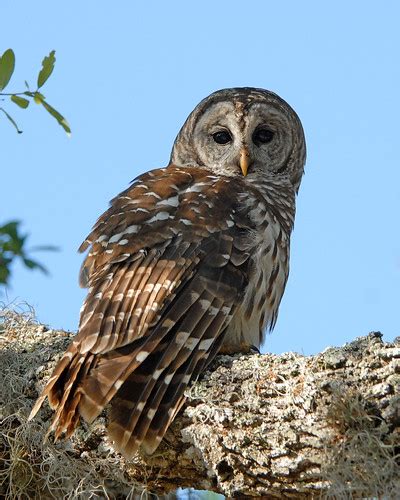 Barred Owl Strix Varia Barred Owl Strix Varia Taken A Flickr