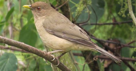 Turdus Grayi Mirla Parda Clay Colored Thrush Biodiversidad