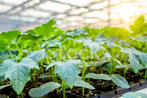 Greenhouse Cucumbers Stock Photo | Royalty-Free | FreeImages