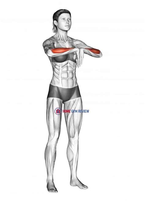 Wrist Extensor Stretch - Home Gym Review