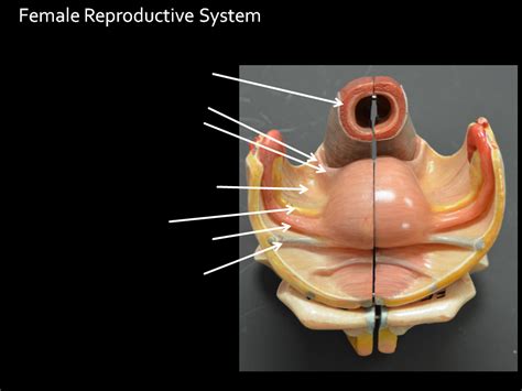 Female Repo Diagram Quizlet