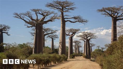 Los científicos resuelven el misterio del antiguo árbol de la vida