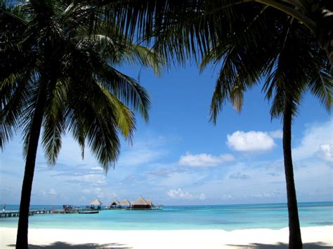 Two Coconut Tree Near Seashore Free Photos On