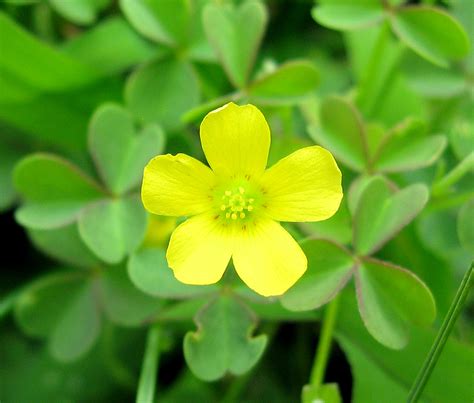 Oxalis Stricta Common Yellow Woodsorrel Troutville Virg Flickr