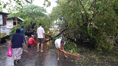 Diguyur Hujan Deras Dan Diterpa Angin Kencang Pohon Kersen Di Dadaha