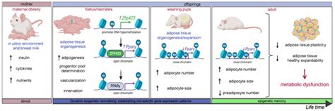 Biomedicines Special Issue Adipose Tissue In Health And Diseases