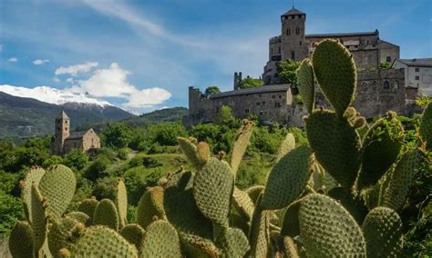 Patricia Farrell Ph D On Twitter Cacti Replacing Snow On Swiss