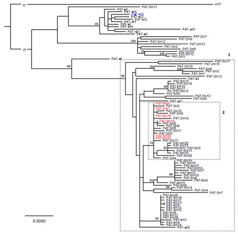 Analysis Of Hcv Quasispecies Dynamic Under Selective Pressure Of