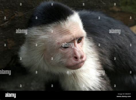 White Faced Capuchin Monkey Eyes Hi Res Stock Photography And Images