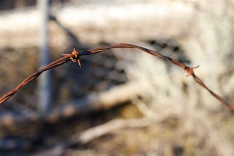 Free Images Grass Branch Fence Barbed Wire Flower Fauna Twig