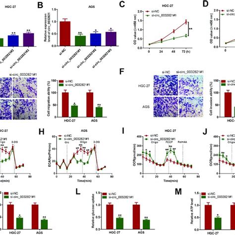 Circ Silencing Hampered Gc Cell Malignant Behaviors A And B