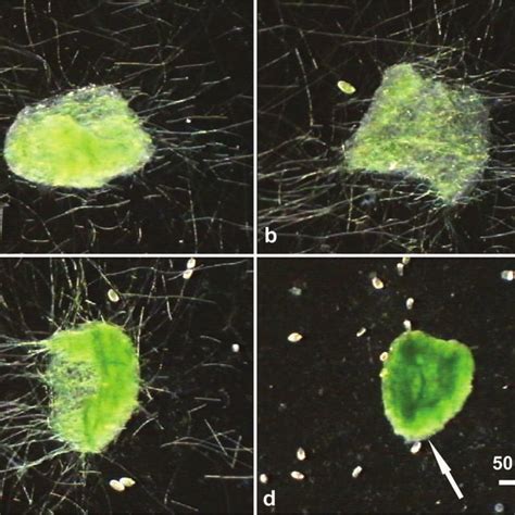 Appearance of cyanobacteria Phormidium sp. mats 3 d after ciliate... | Download Scientific Diagram