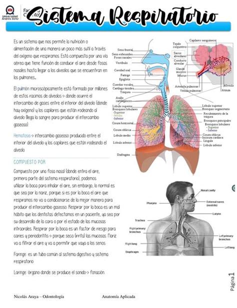 Solution Generalidades Del Sistema Respiratorio Ley De Fick Sistema