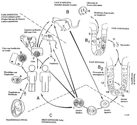 Ciclo De Vida Do Toxoplasma Gondii Fonte Kawazoe 2005 Download Scientific Diagram