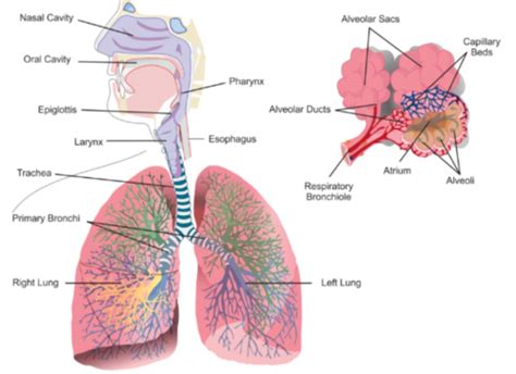 Histologia Sistema Respiratorio Flashcards Quizlet