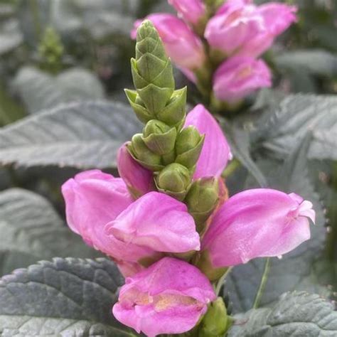 Turtlehead Chelone Lyonii Tiny Tortuga Garden Org