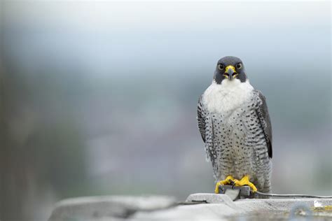 Peregrine Falcon - BirdLife Cyprus