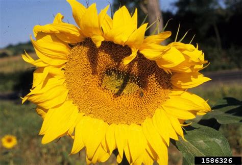 Common Sunflower Helianthus Annuus