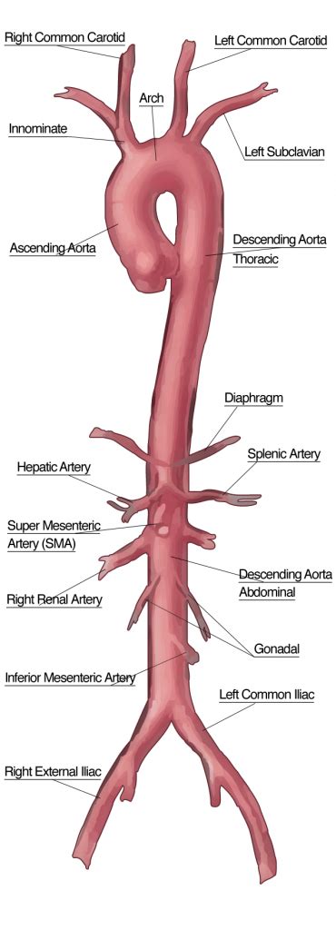 Branches Of Aorta Faculty Of Medicine